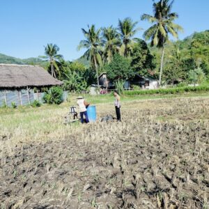 Bhabinkamtibmas Kuripan Dampingi Petani Jagung Lombok Barat Perkuat Ketahanan Pangan