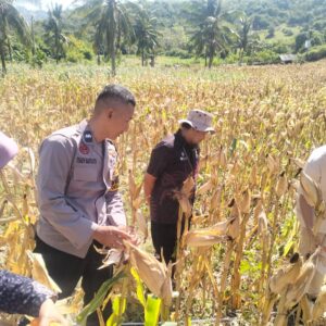 Polsek Sekotong Kawal BPS RI Hitung Ubinan Jagung di Lombok Barat