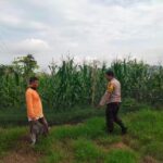 Bhabinkamtibmas Desa Cempi Jaya Pantau Lahan Jagung Warga, Dorong Peningkatan Produktivitas Pertanian