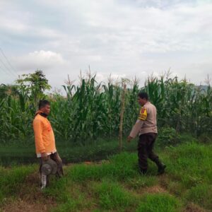 Bhabinkamtibmas Desa Cempi Jaya Pantau Lahan Jagung Warga, Dorong Peningkatan Produktivitas Pertanian