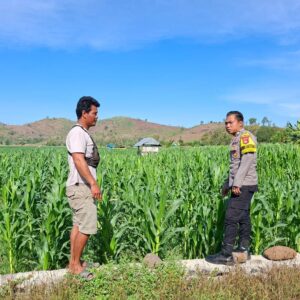 Bahaya Pemasangan Kawat Beraliran Listrik Bhabinkamtibmas Polsek Kempo Pantau Lahan Jagung Warga, Edukasi Pertanian dan Imbau 