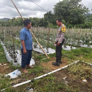 Dukung Swasembada Pangan, Bhabinkamtibmas Desa Rhee Loka Pantau Budidaya Cabai Warga