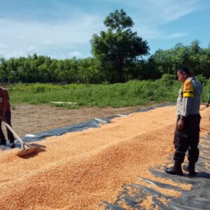 Bhabinkamtibmas Polsek Pekat Dampingi Petani Pascapanen, Dorong Pengelolaan Hasil Jagung untuk Keberlanjutan Usaha Tani