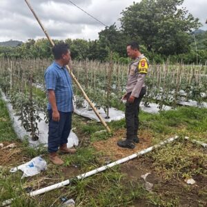 Dukung Swasembada Pangan, Bhabinkamtibmas Desa Rhee Loka Pantau Budidaya Cabai Warga