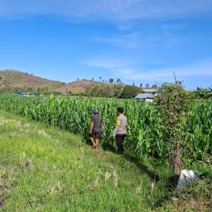 DUKUNG KETAHANAN PANGAN, BHABINKAMTIBMAS POLSEK KEMPO PANTAU LAHAN JAGUNG DAN AJAK WARGA MANFAATKAN PEKARANGAN