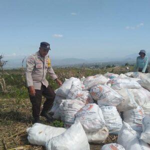 BHABINKAMTIBMAS POLSEK WOJA DAMPINGI PETANI SAAT PANEN JAGUNG, DORONG PENGELOLAAN HASIL PANEN DEMI KETAHANAN PANGAN