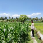 Dukung Ketahanan Pangan Nasional, Bhabinkamtibmas Desa Kalabeso Pantau Lahan Jagung Warga
