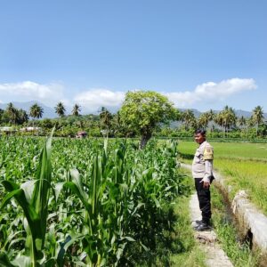 Dukung Ketahanan Pangan Nasional, Bhabinkamtibmas Desa Kalabeso Pantau Lahan Jagung Warga