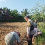 Polri Turun Ke Sawah Sukseskan Swasembada Pangan di Lombok Barat