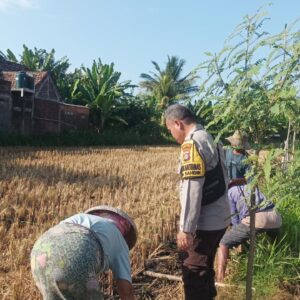 Polri Turun Ke Sawah Sukseskan Swasembada Pangan di Lombok Barat