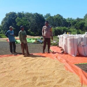Bhabinkamtibmas Desa Soritatanga Pantau Pascapanen Jagung, Edukasi Petani Jaga Kualitas Hasil Panen