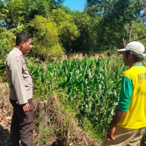 Bhabinkamtibmas Polsek Hu’u Pantau Lahan Jagung Warga, Wujud Nyata Dukungan Polri terhadap Ketahanan Pangan Nasional