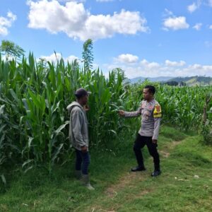 BKTM Desa Dorokobo Pantau Lahan Jagung Warga, Dorong Produktivitas Pertanian Menuju Indonesia Emas