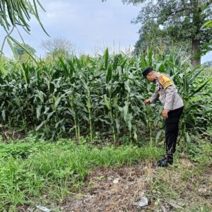 Bhabinkamtibmas Desa Karang Dima Ajak Warga Manfaatkan Pekarangan untuk Pangan Bergizi