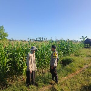 Dukung Ketahanan Pangan Nasional, Bhabinkamtibmas Desa Lekong Sambangi Petani Jagung