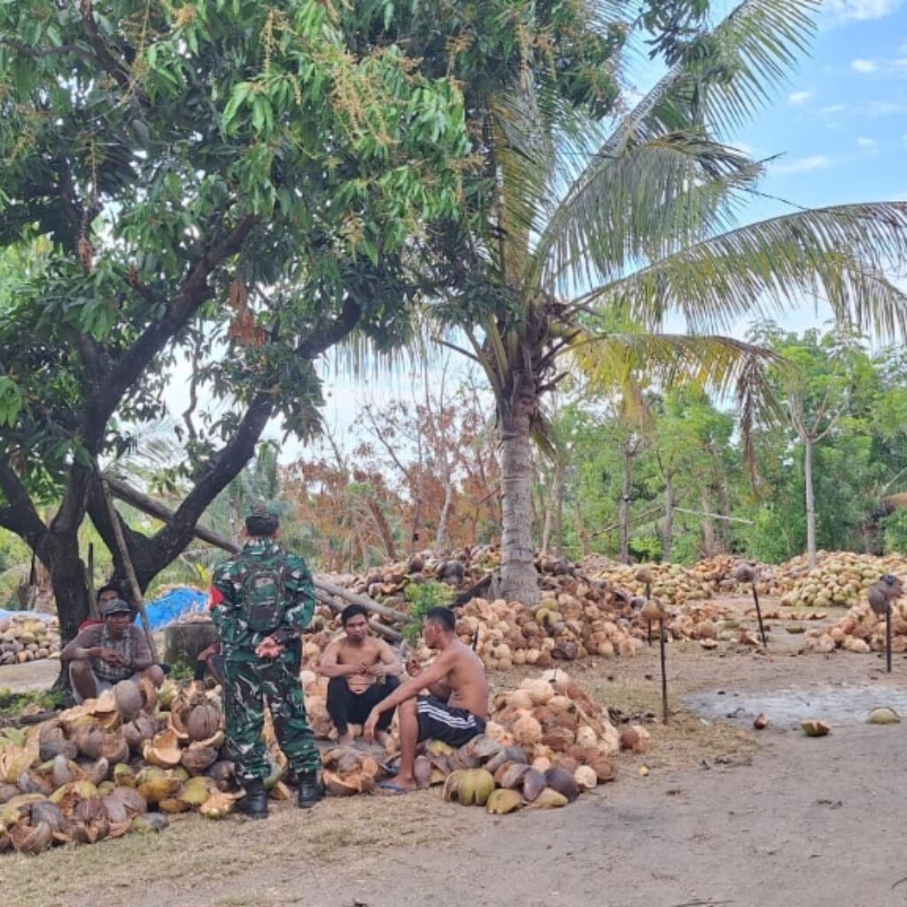 Dari Rempek Menuju Luar Daerah, Kelapa Warga Terus Mengalir
