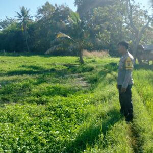 Dukung Ketahanan Pangan Nasional, Bhabinkamtibmas Desa Ledang Sambangi Petani Hortikultura