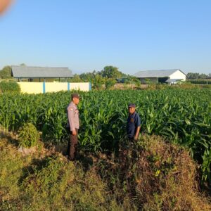 Dampingi Petani Jagung di Desa Tarusa, Bhabinkamtibmas Motivasi Warga Sukseskan Ketahanan Pangan