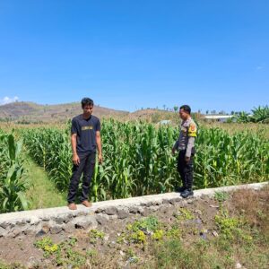 Dukung Ketahanan Pangan Nasional, Bhabinkamtibmas Desa Dorokobo Pantau Lahan Jagung dan Berikan Motivasi kepada Petani