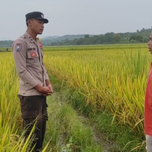 Dampingi Petani Padi di Desa Lunyuk Ode, Bhabinkamtibmas Dorong Optimalisasi Pekarangan Rumah