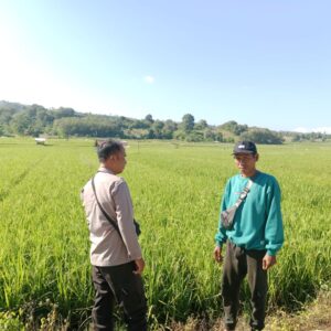 Pantau Stabilitas Harga, Bhabinkamtibmas Desa Lunyuk Rea Sambangi Petani Padi