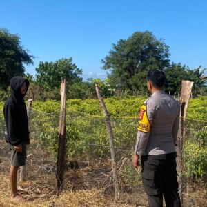 Dukung Ketahanan Pangan, Bhabinkamtibmas Desa Suka Mulya Sambangi Petani Cabai di Labangka