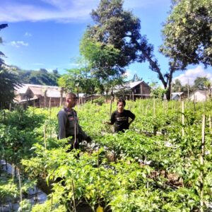 Tinjau Lahan Produktif, Bhabinkamtibmas Desa Labuhan Badas Motivasi Petani Cabai Dukung Ketahanan Pangan