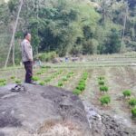 Dukung Penuh Ketahanan Pangan Desa, Bhabinkamtibmas Desa Tepal Tinjau Langsung Lahan Pertanian Padi