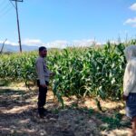 Bhabinkamtibmas Desa Cempi Jaya Lakukan Pemantauan Lahan Jagung, Dukung Program Ketahanan Pangan Nasional