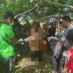 Gegerkan Warga Lape, Seorang Petani Ditemukan Meninggal Dunia karena Gantung Diri di Areal Ladang