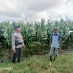 Dukung Ketahanan Pangan, Bhabinkamtibmas Desa Usar Tinjau Tanaman Warga dan Ajak Manfaatkan Pekarangan