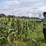 Polsek Labuapi Turun ke Sawah Dampingi Petani Wujudkan Ketahanan Pangan di Lombok Barat