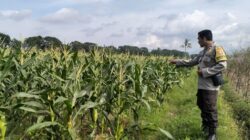 Polsek Labuapi Turun ke Sawah Dampingi Petani Wujudkan Ketahanan Pangan di Lombok Barat