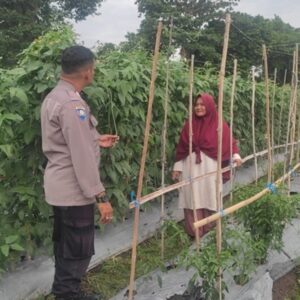 Bhabinkamtibmas Polsek Labuapi Edukasi Petani Hortikultura Lombok Barat