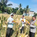 Bhabinkamtibmas Desa Bagik Papan Cek Panen Jagung dan Berikan Himbauan Kamtibmas kepada Masyarakat