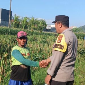 Kunci Sukses Panen Jagung Melimpah: Simak Dialog Edukatif Bhabinkamtibmas dan Petani untuk Ketahanan Pangan Nasional