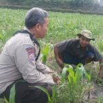 Dukung Swasembada Pangan, Polsek Batulayar Turun Langsung Dampingi Petani di Lombok Barat