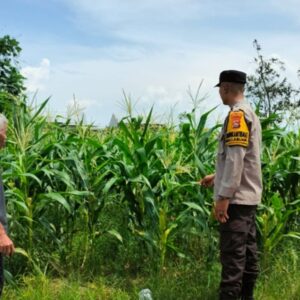 Transformasi Lahan Tidur Jadi Sumber Gizi, Cara Polsek Labuapi Perkuat Ketahanan Pangan Keluarga
