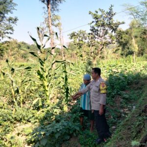 Bhabinkamtibmas Desa Sukadana Bersama Pemerintah Desa dan Mahasiswa KKN Laksanakan Praktik Penyemprotan Pestisida Organik