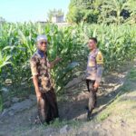 Bhabinkamtibmas Desa Pohgading Timur Cek Tanaman Jagung, Dukung Program Ketahanan Pangan dan Ajak Petani Jual Hasil Panen ke Bulog