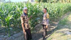 Bhabinkamtibmas Desa Pohgading Timur Cek Tanaman Jagung, Dukung Program Ketahanan Pangan dan Ajak Petani Jual Hasil Panen ke Bulog