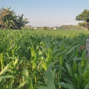 Komitmen Polsek Labuapi Kawal Ketahanan Pangan, Turun Langsung Dampingi Petani Jagung di Lombok Barat