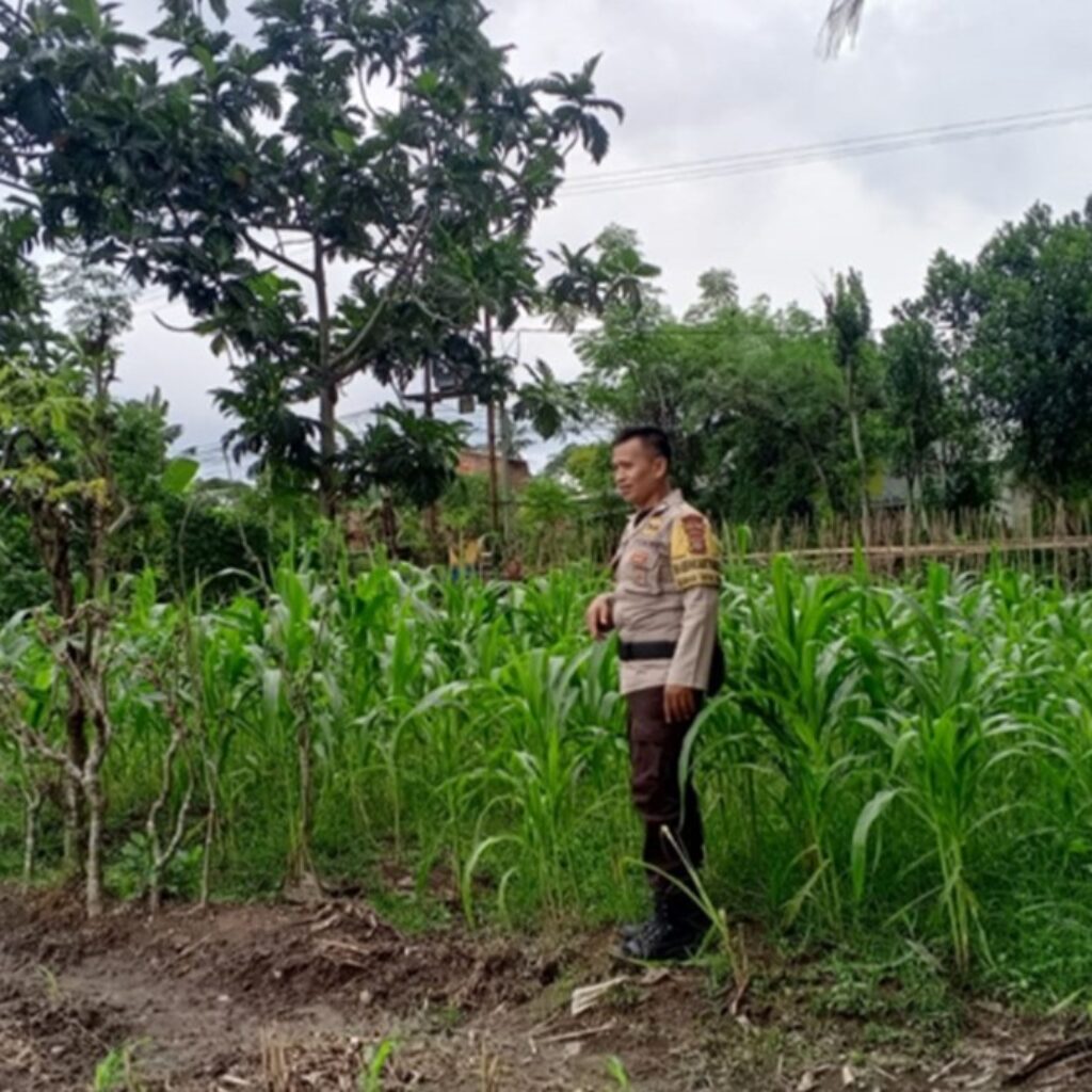 Dukung Ketahanan Pangan, Polsek Labuapi Intensifkan Pendampingan Petani Jagung
