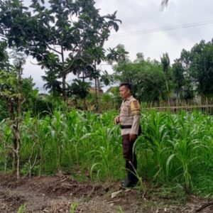 Polisi Dampingi Petani Jagung di Lombok Barat Guna Jaga Ketahanan Pangan