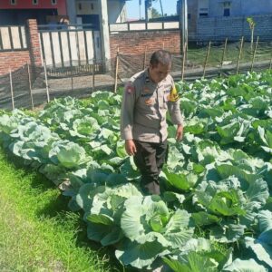 Bhabinkamtibmas Desa Masbagik Utara Monitoring Tanaman Hortikultura, Dukung Ketahanan Pangan dan Ajak Warga Jaga Kamtibmas