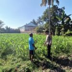 Bhabinkamtibmas Desa Kalianyar Cek Ketahanan Pangan, Pastikan Tanaman Jagung Warga Tumbuh Optimal