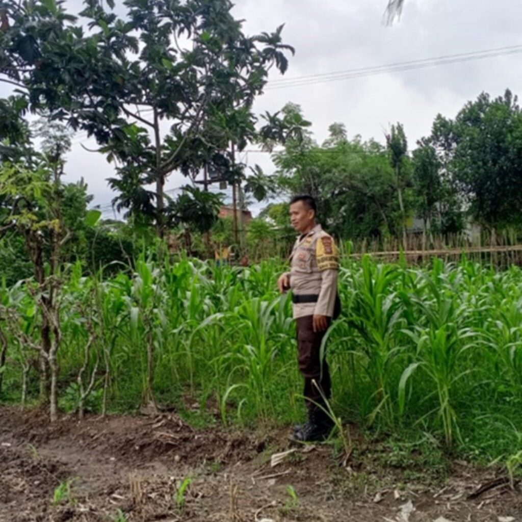 Upaya Polsek Labuapi Jaga Stabilitas Bahan Pokok dan Ketahanan Pangan di Terong Tawah