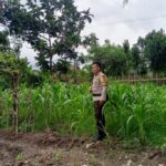Dukung Program Presiden Prabowo, Polsek Labuapi Sasar Pekarangan Warga di Lombok Barat