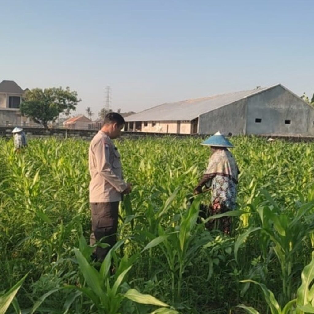 Wujud Sinergi Polri dan Petani, Bhabinkamtibmas Kuranji Dalang Perkuat Ketahanan Pangan Lombok Barat