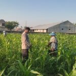 Perkuat Ketahanan Pangan Lombok Barat, Polsek Labuapi Dampingi Petani Desa Kuranji Dalang